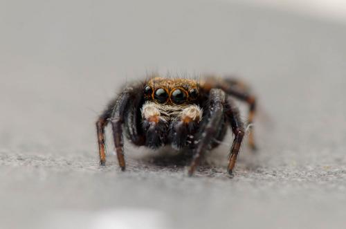 Réf. 279 560 : Pseudeuophrys erratica